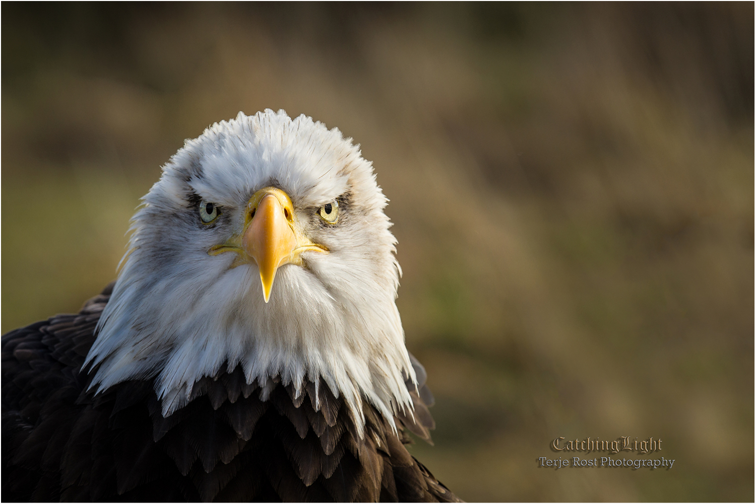 What's up? Eagle in morning sun